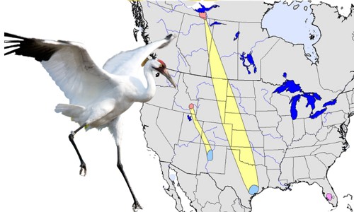 Whooping-Crane-of-White-Birds