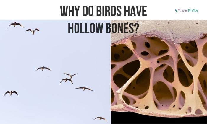 Why Do Birds Have Hollow Bones