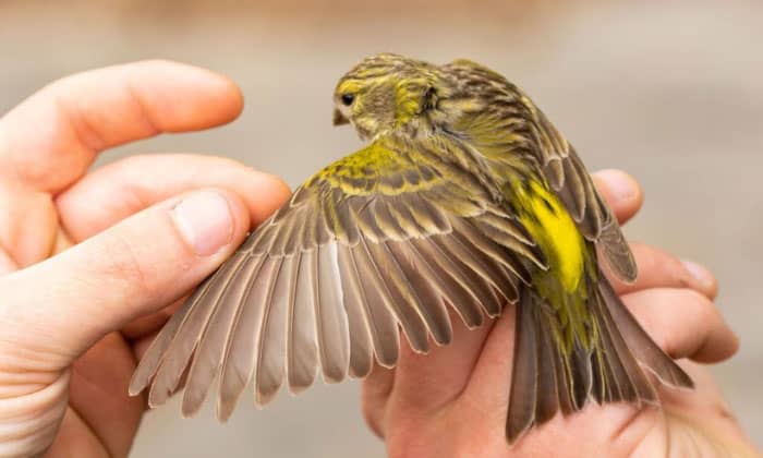 Why-should-you-not-pet-your-birds-wings