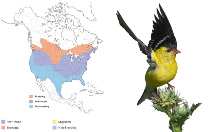 american-goldfinch