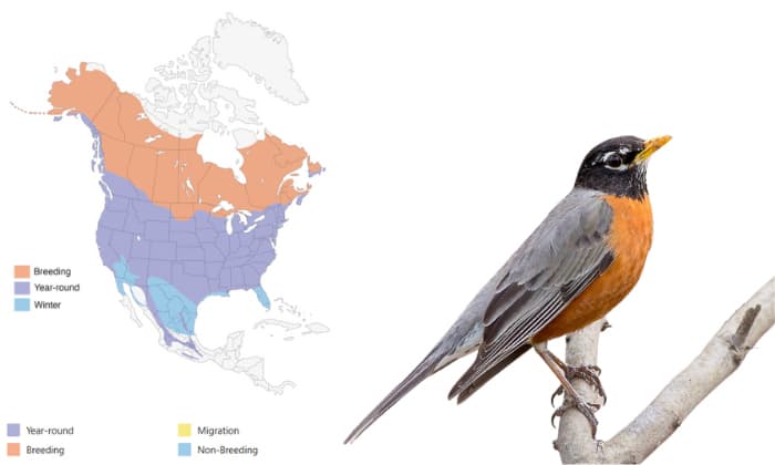 american-robin