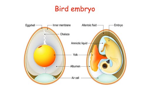 bird-embryo