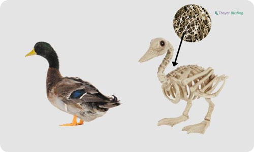 duck-bones