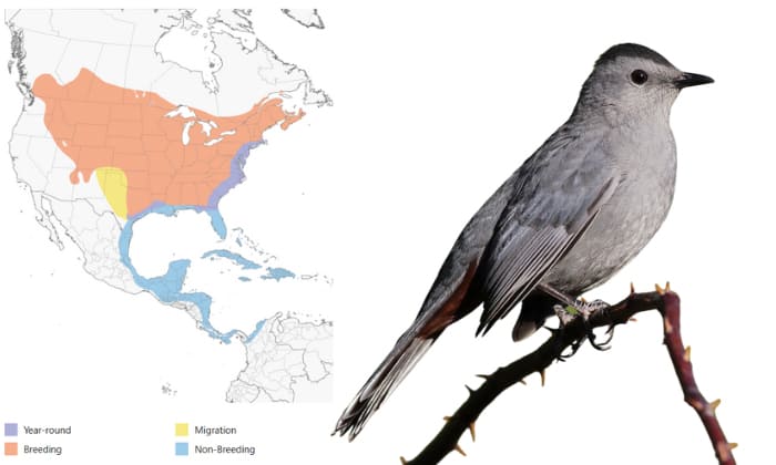 gray-catbird