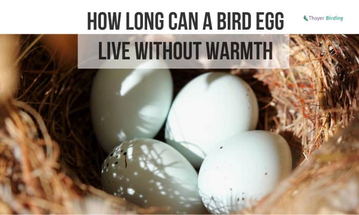 how long can a bird egg live without warmth