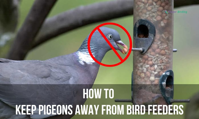 how to keep pigeons away from bird feeders