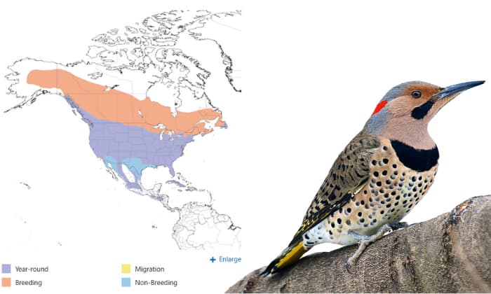 northern-flicker