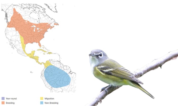 red-eyed-vireo