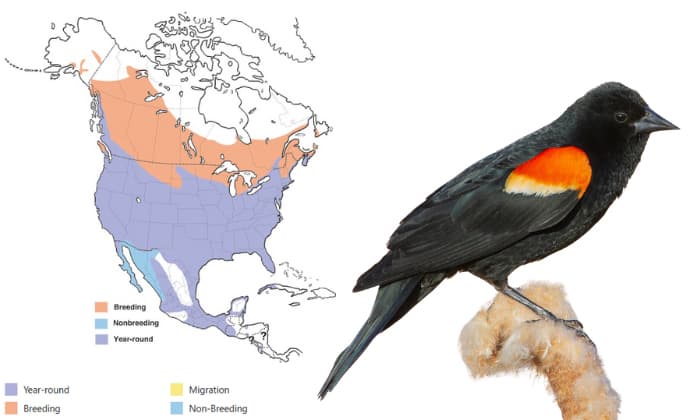 red-winged-blackbird