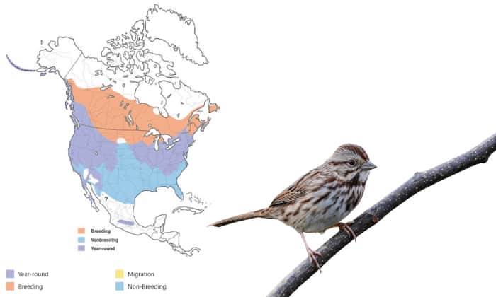 song-Sparrow