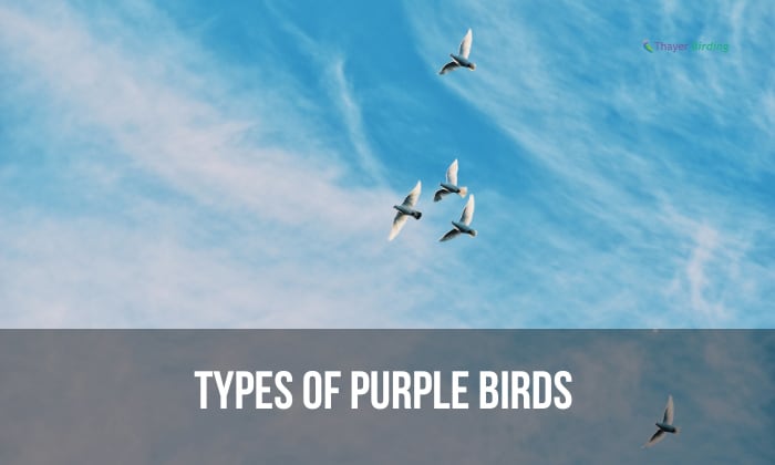types of purple birds