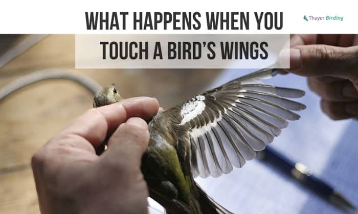 what happens when you touch a bird’s wings