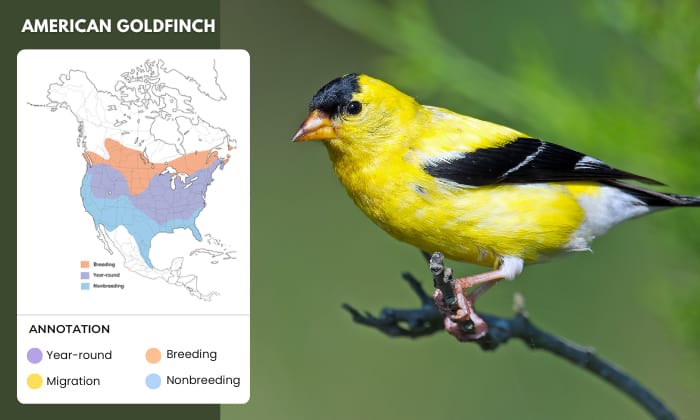 American-Goldfinch