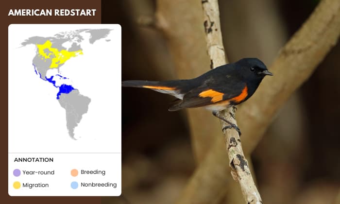 American-Redstart