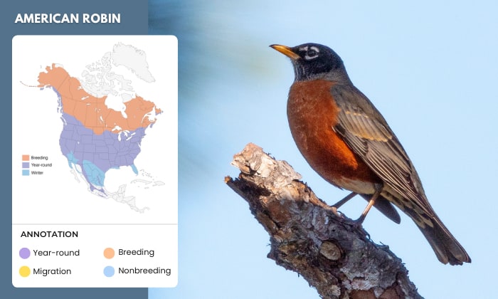 American-Robin