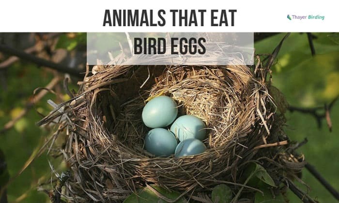 animals-That-Eat-Bird-Eggs