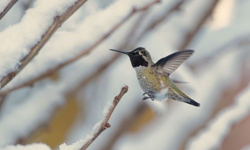 Anna’s-Hummingbird-in-winter