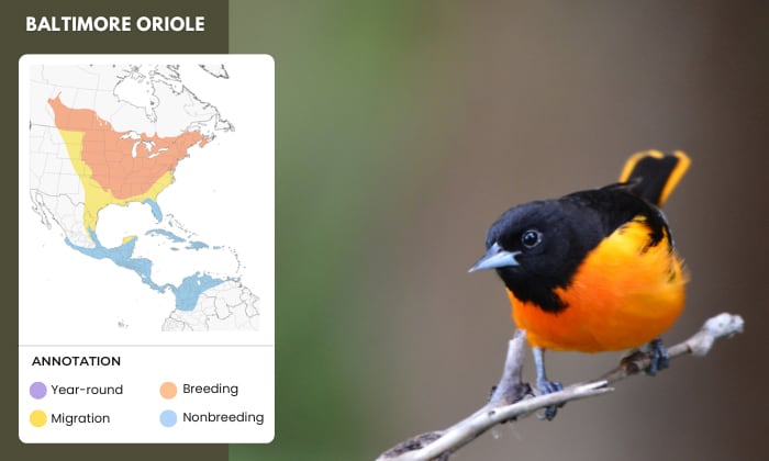 Baltimore-Oriole