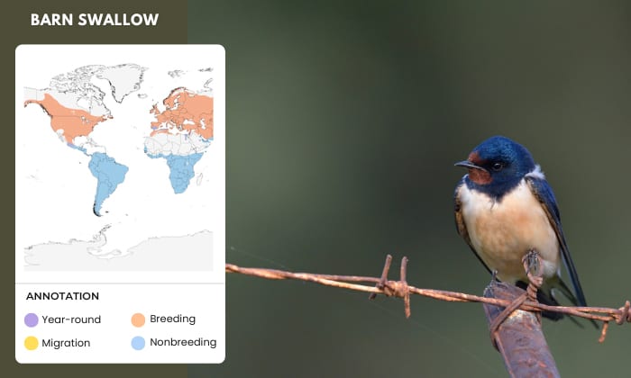 Barn-Swallow