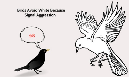 Birds-Avoid-White-Because-Signal-Aggression