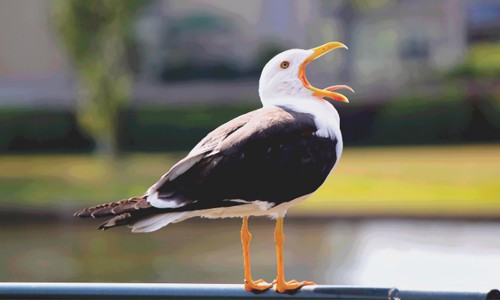 What Does It Mean When Birds Go Crazy? - Explained