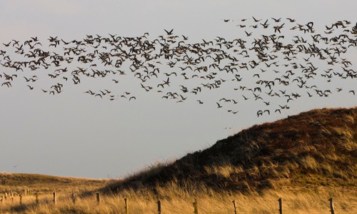 Birds-Swarming
