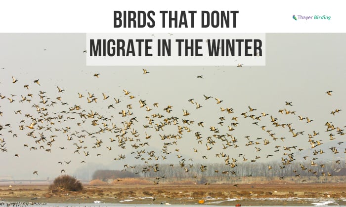 Birds That Dont Migrate in the Winter