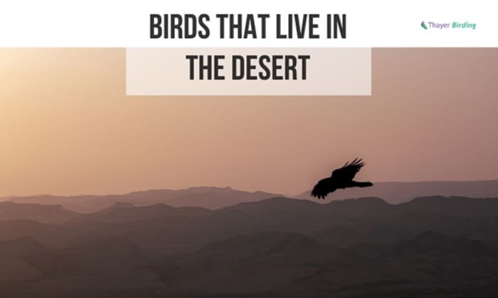 Birds That Live in the Desert