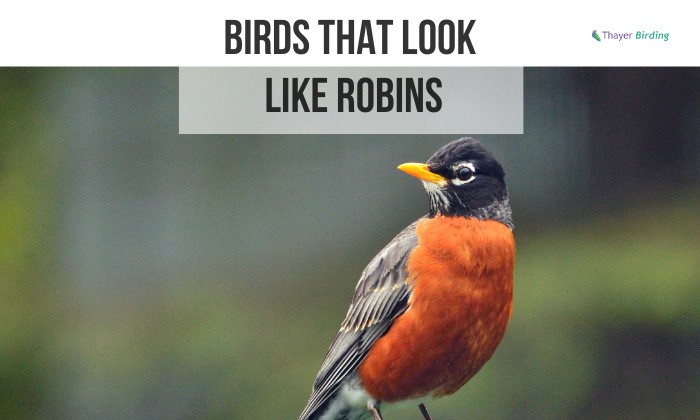 Birds That Look Like Robins