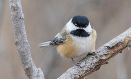 Black-capped-Chickadee-bird-in-winter