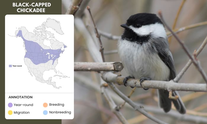 Black-capped-Chickadee