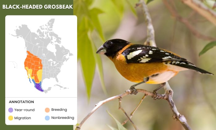 Black-headed-Grosbeak