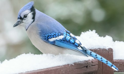 Blue-Jay-bird- in-winter
