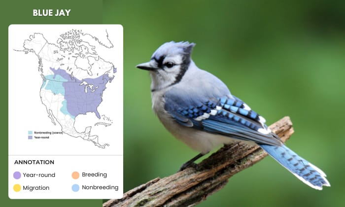 Blue-Jay