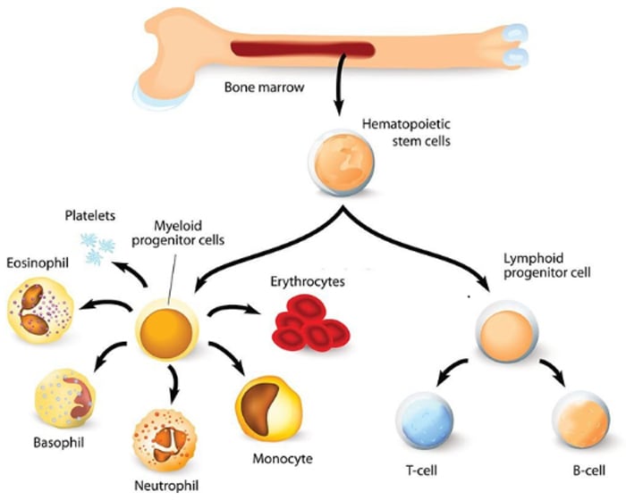 Bone-Marrow