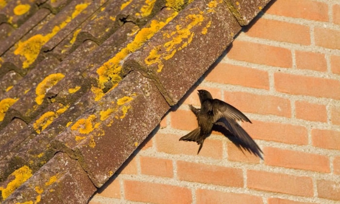 Brown-Bird-Symbolism