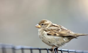 Brown-finch-bird
