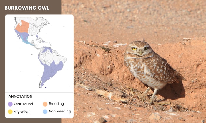 Burrowing-Owl-Live-in-the-Desert