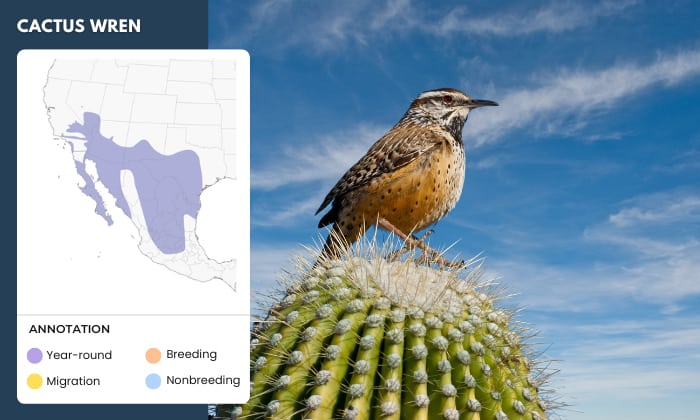 Cactus-Wren-Live-in-the-Desert