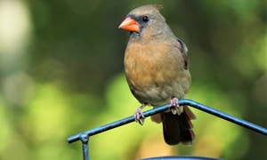 Cardinals-brown-bird
