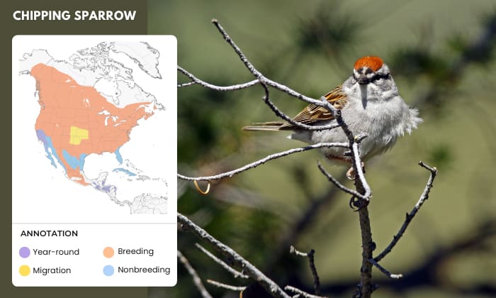 Chipping-Sparrow