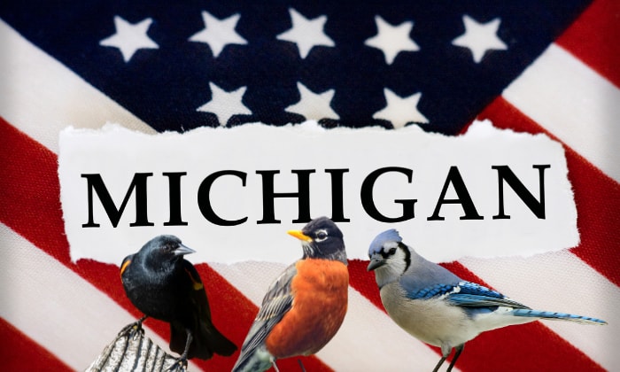 Common-Birds-at-Different-Times-in-Michigan