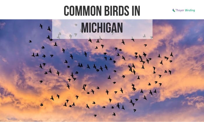 Common Birds in Michigan