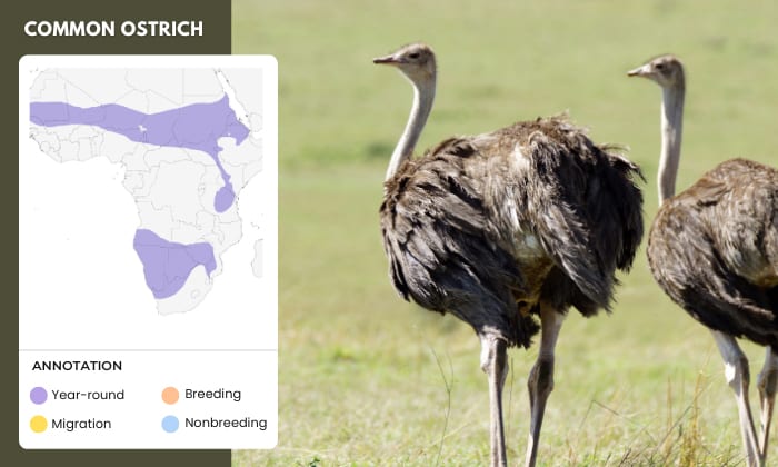 Common-Ostrich-live-in-the-desert