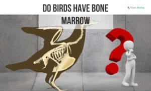 Do Birds Have Bone Marrow