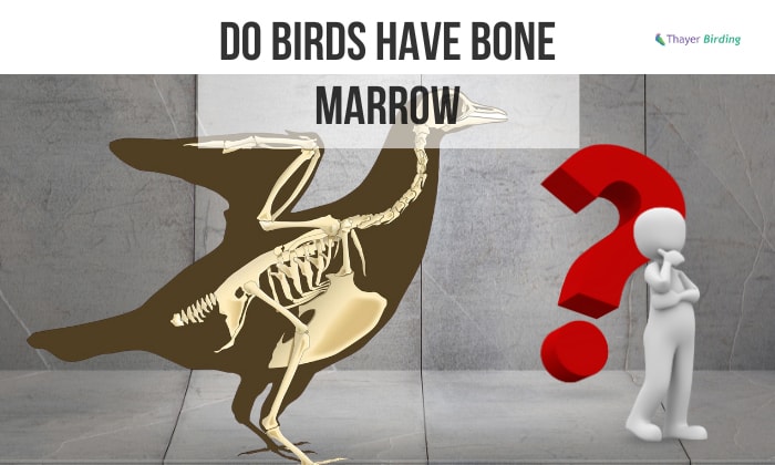 Do Birds Have Bone Marrow