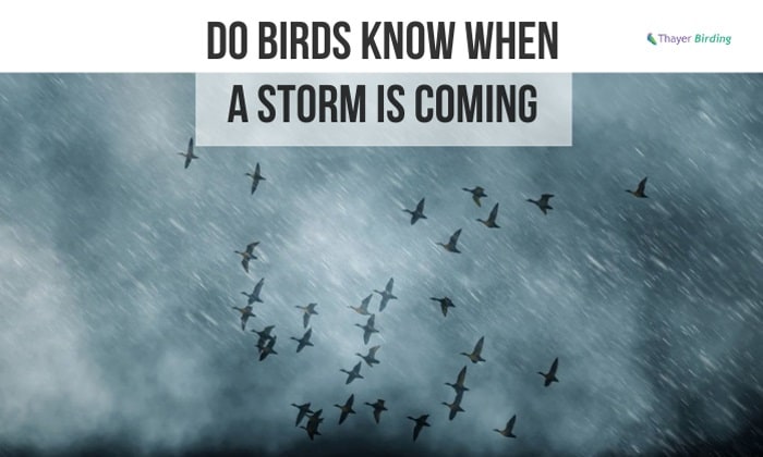 Do Birds Know When a Storm is Coming