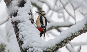 Downy-Woodpecker-in-Winter