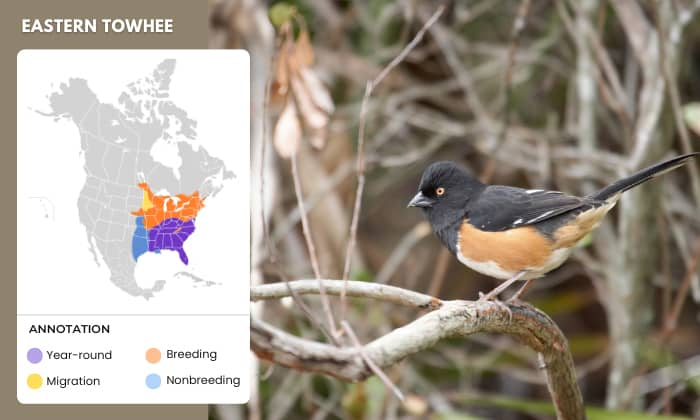 Eastern-Towhee