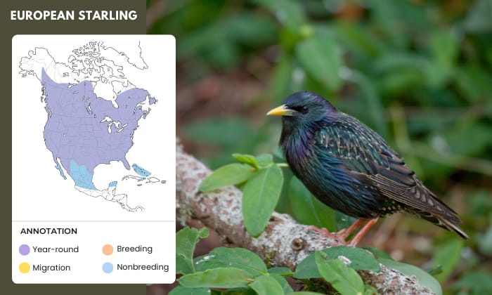 European-Starling